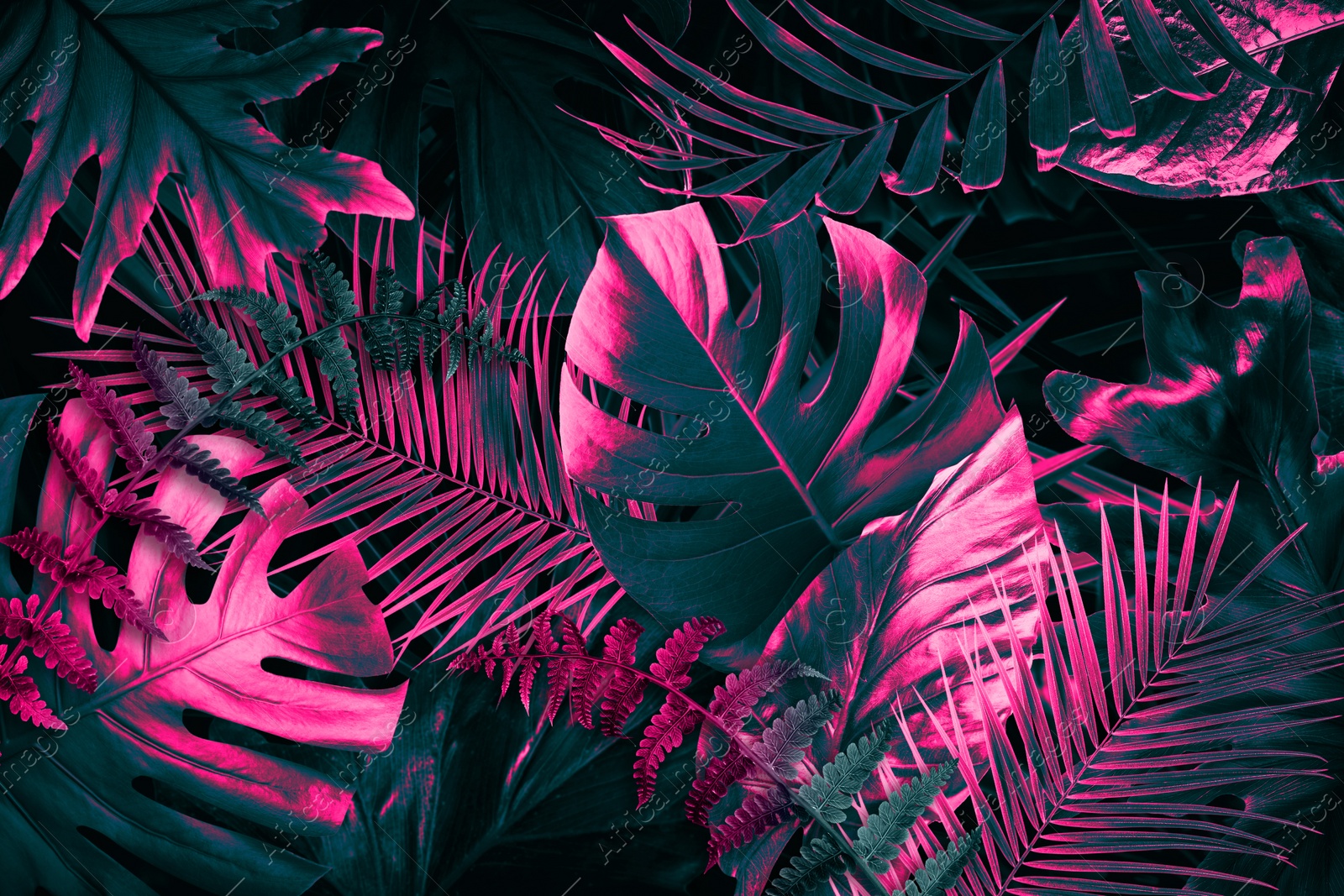 Image of Tropical leaves in neon colors on black background