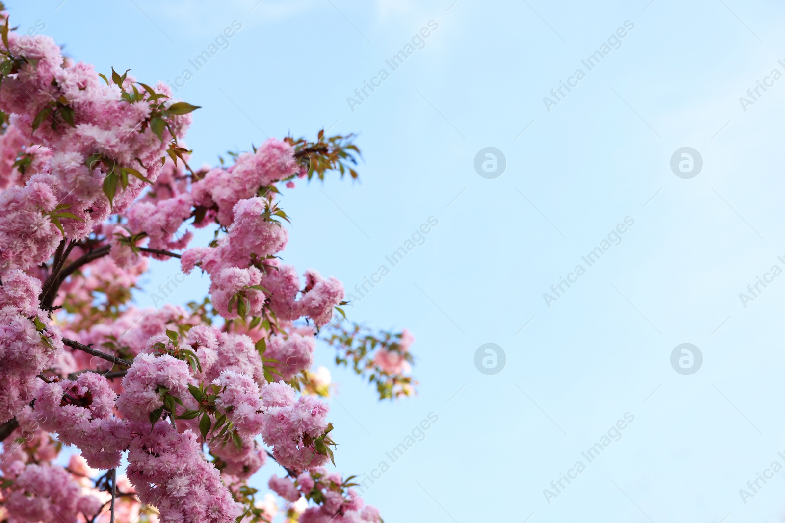 Photo of Beautiful blossoming sakura tree with pink flowers against blue sky, space for text. Spring season