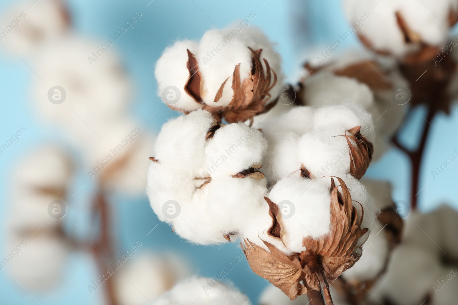 Photo of Fluffy cotton flowers on blurred background, closeup. Space for text