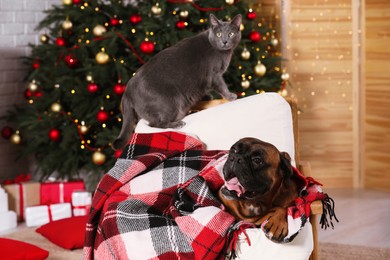 Photo of Cute dog covered with plaid and cat on armchair in room decorated for Christmas