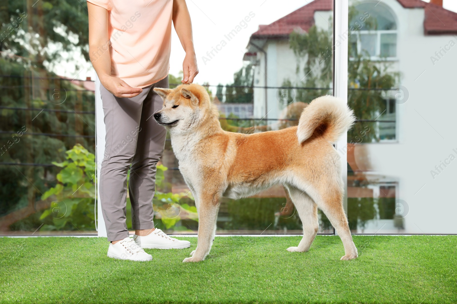 Photo of Young woman and adorable Akita Inu dog indoors. Champion training