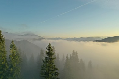 Photo of Aerial view of beautiful mountains and conifer trees on foggy morning