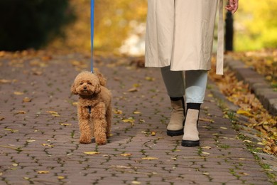 Photo of Woman with cute Maltipoo dog on leash walking in autumn park, closeup