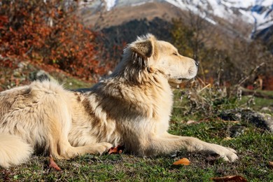 Photo of Adorable dog in mountains on sunny day