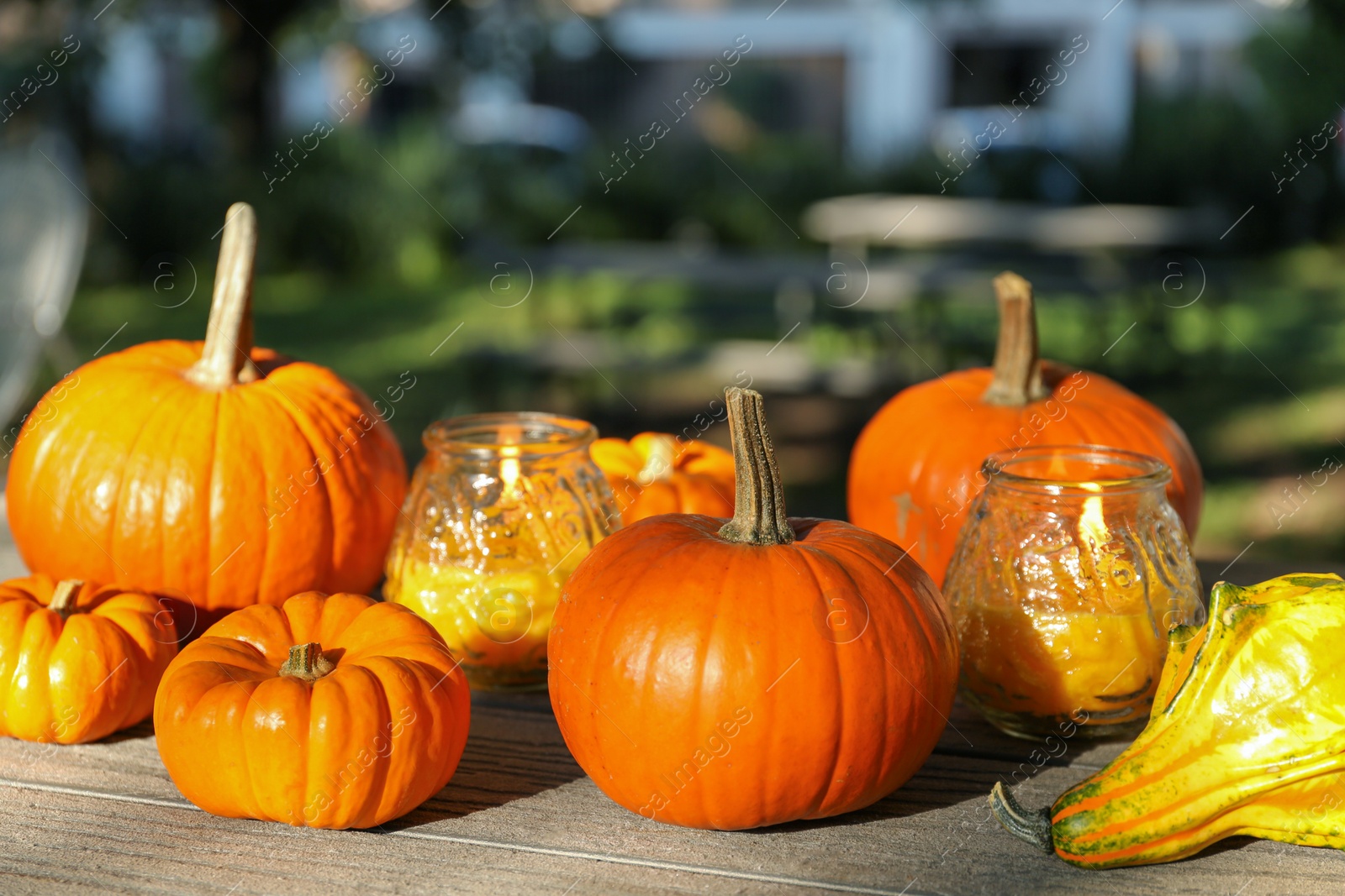Photo of Many whole ripe pumpkins and candles on wooden table outdoors