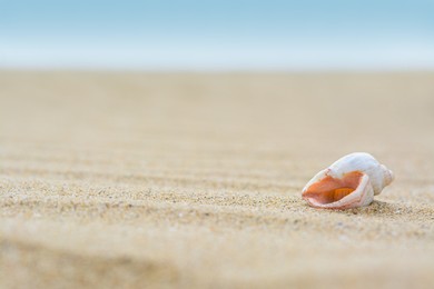 Closeup view of beautiful seashell on beach sand. Space for text