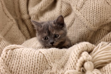 Photo of Cute fluffy kitten on soft knitted blanket