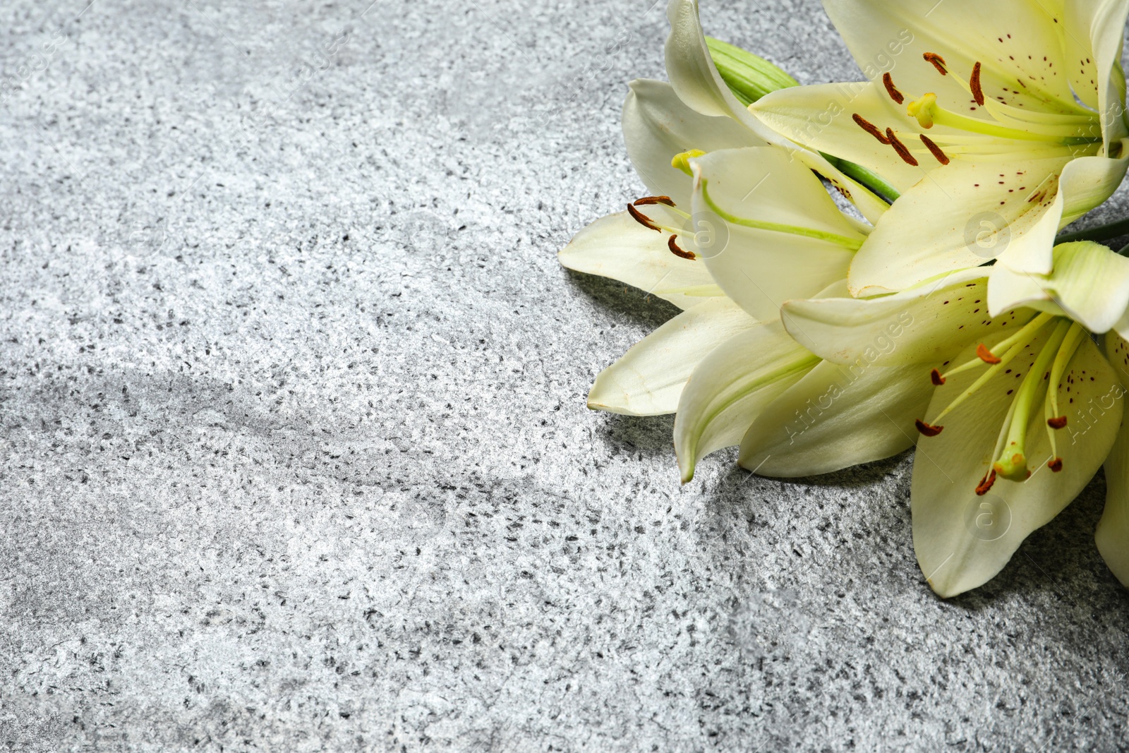 Image of Beautiful lily flowers on grey stone background, closeup. Space for text