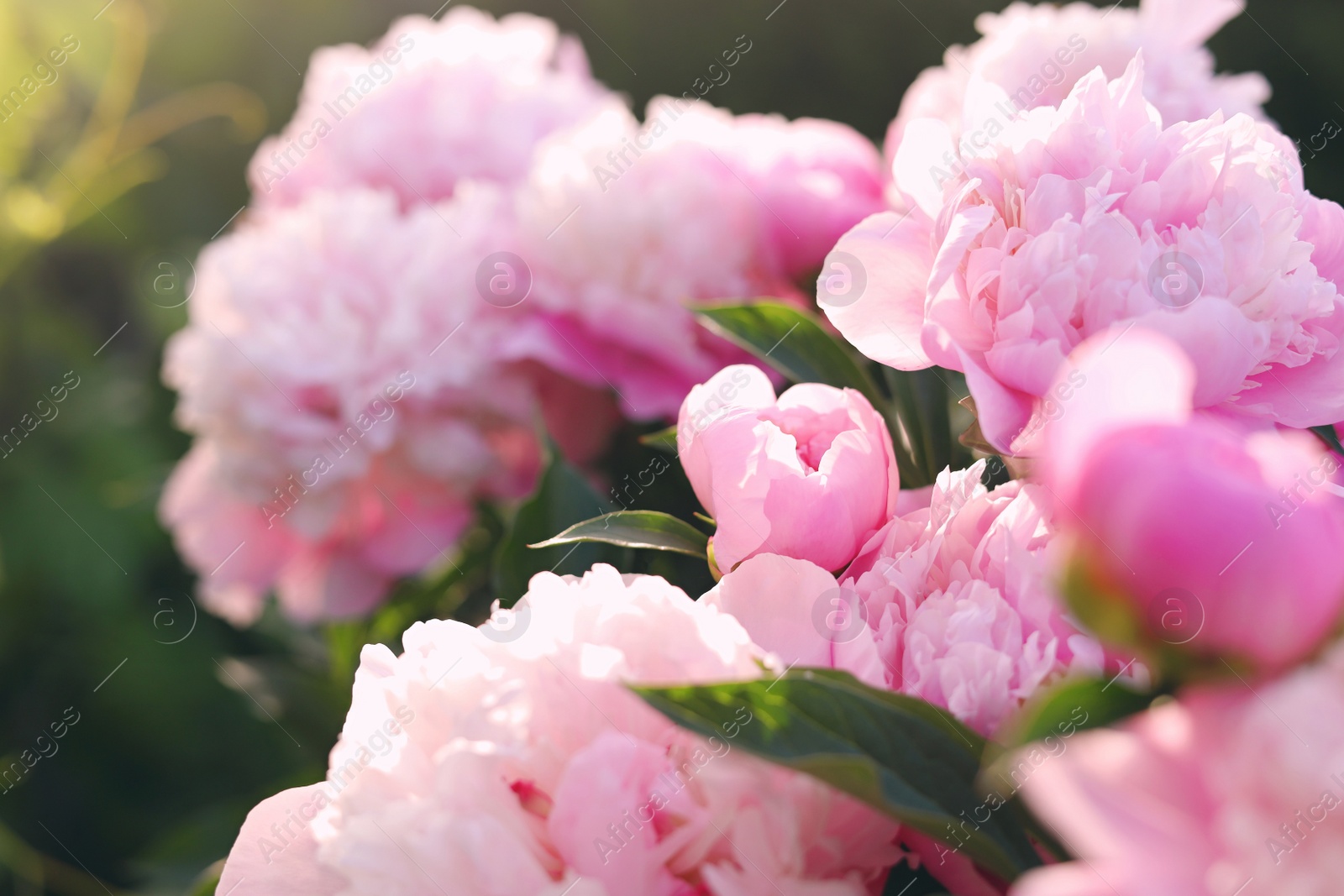 Photo of Blooming peony plant with beautiful pink flowers outdoors, closeup. Space for text