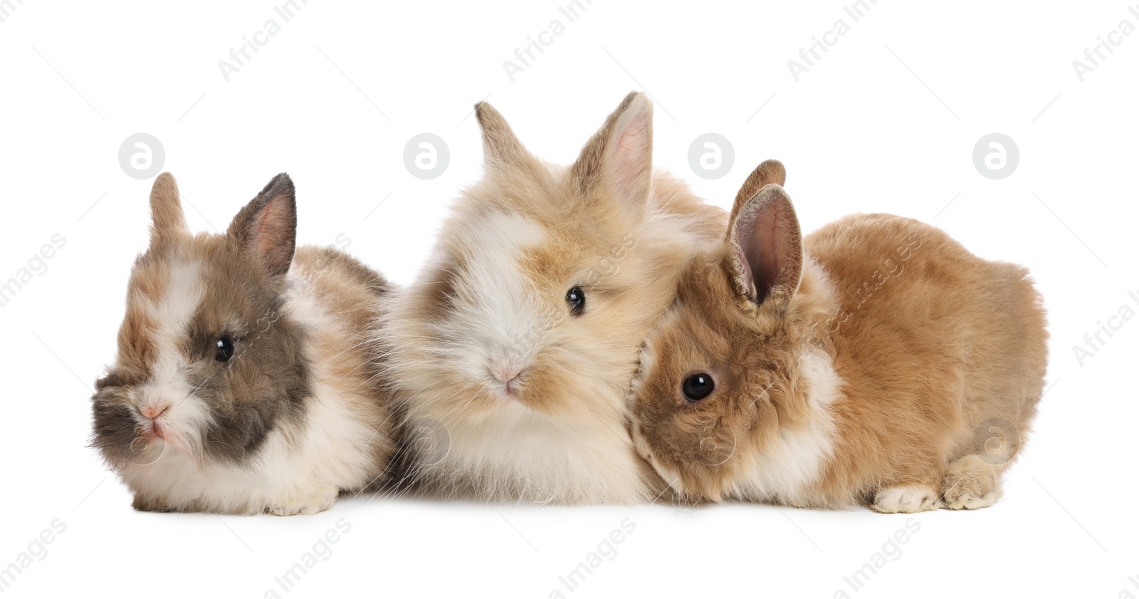 Photo of Cute fluffy pet rabbits isolated on white