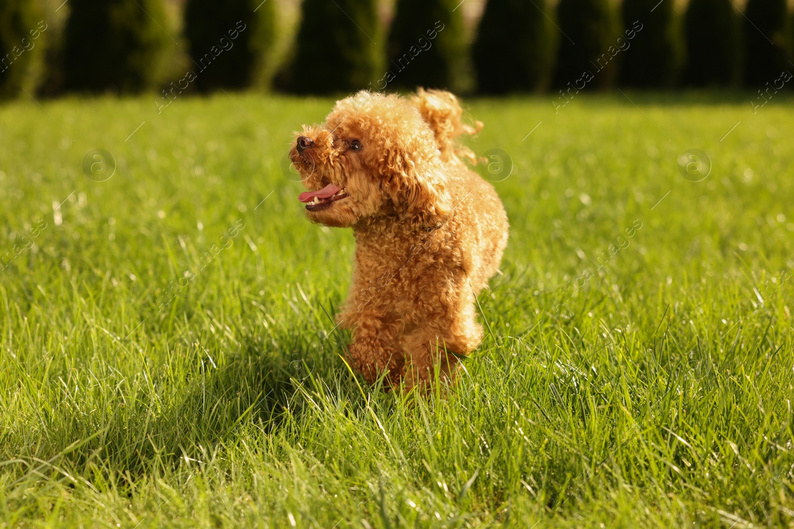 Photo of Cute Maltipoo dog on green lawn outdoors