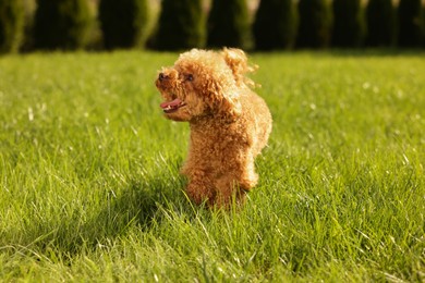 Cute Maltipoo dog on green lawn outdoors