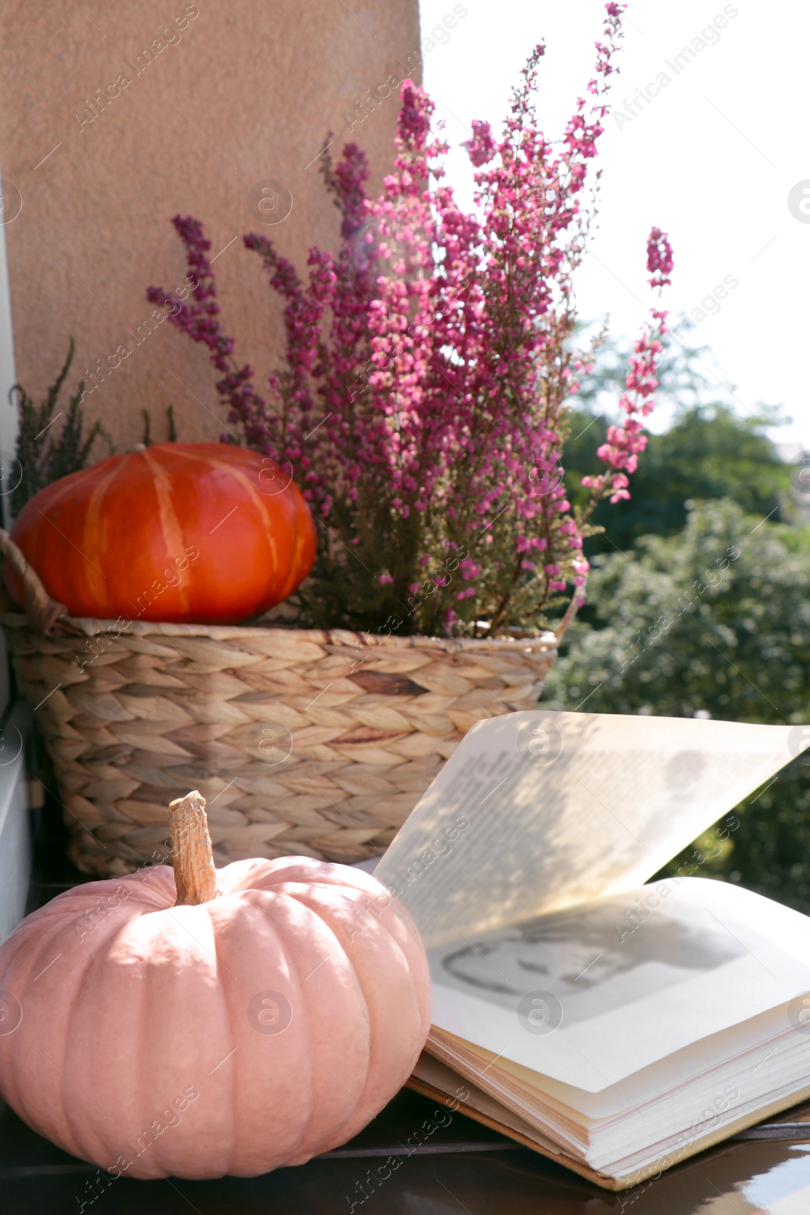Photo of Wicker basket with beautiful heather flowers, pumpkins and open book on windowsill outdoors
