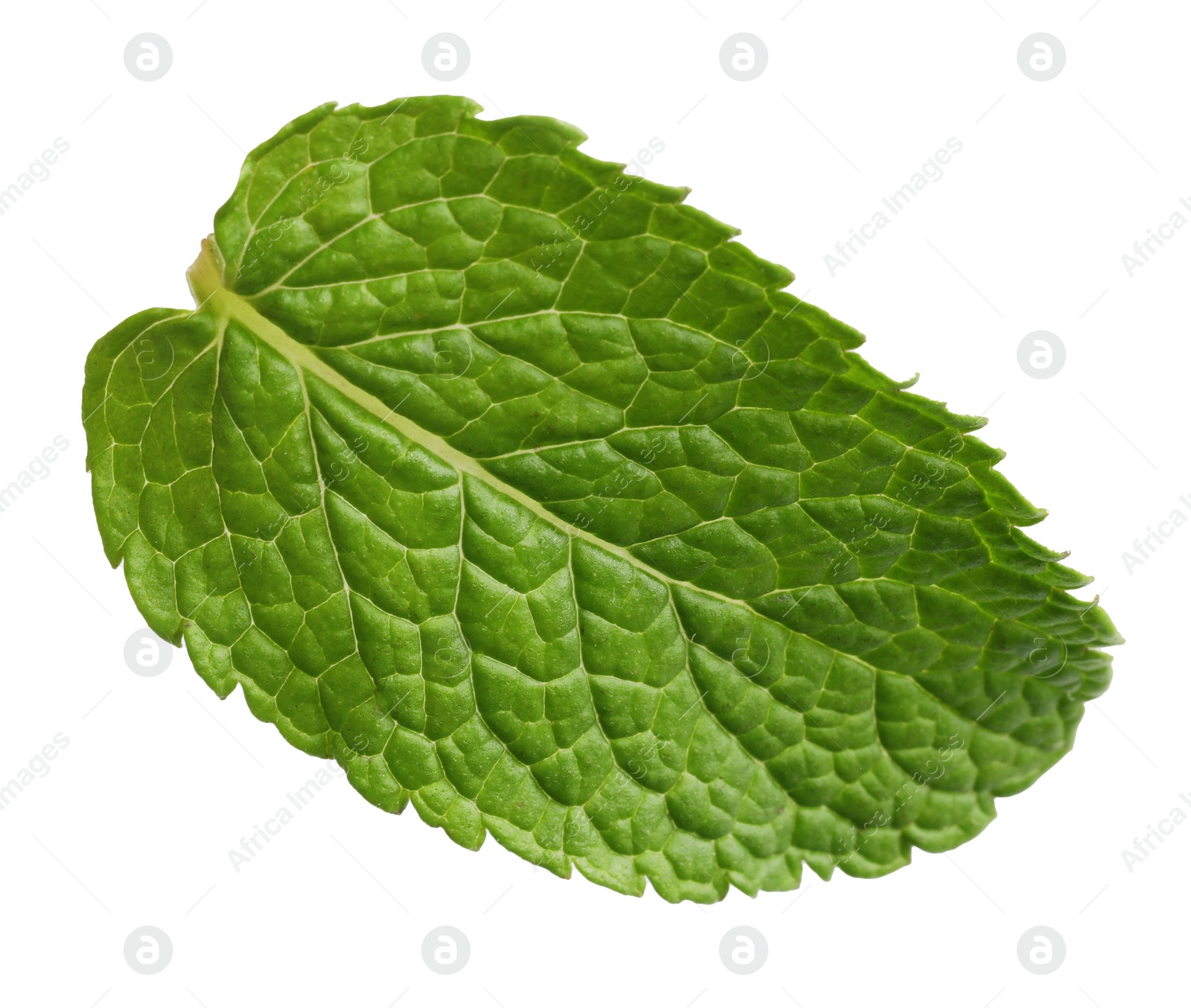 Photo of Fresh green mint leaf on white background