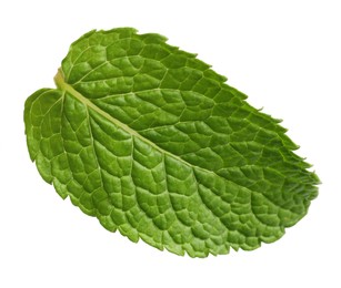 Fresh green mint leaf on white background