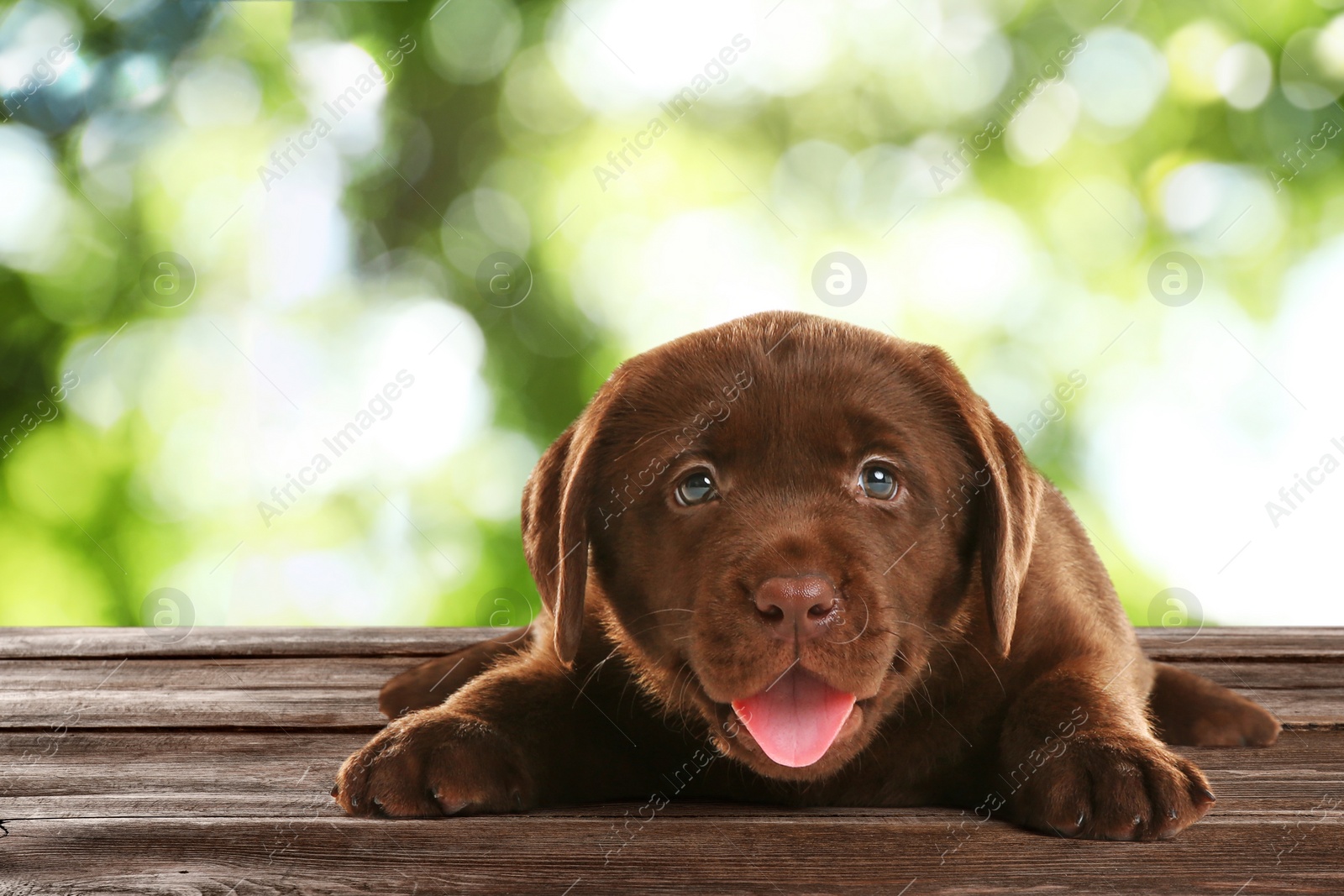 Image of Cute chocolate Labrador Retriever puppy on wooden surface outdoors, bokeh effect. Adorable pet 