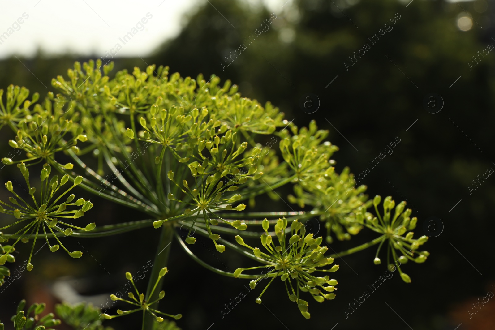 Photo of Fresh green dill flowers on blurred background, closeup