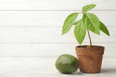 Young avocado sprout with leaves in peat pot and fruit on table against white wooden background. Space for text