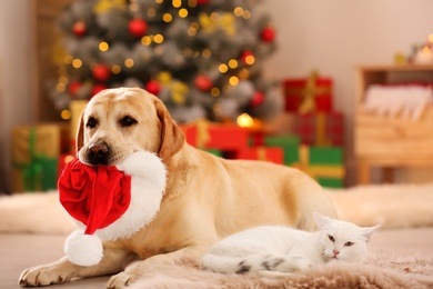 Adorable cat and dog with Christmas hat together at home. Cute pets