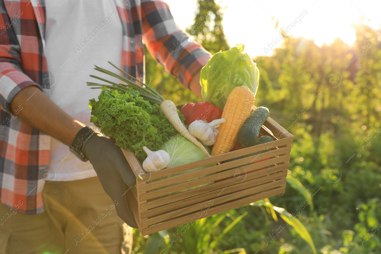 Photo of Man harvesting different fresh ripe vegetables on farm, closeup