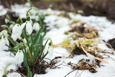 Photo of Beautiful blooming snowdrops growing outdoors, space for text. Spring flowers