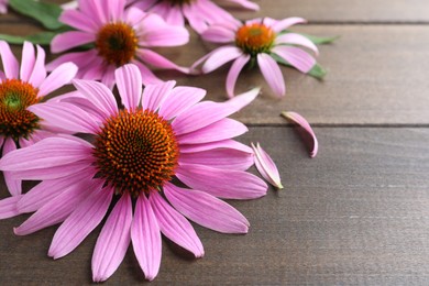 Photo of Beautiful blooming echinacea flowers, petals and leaves on wooden table, closeup. Space for text
