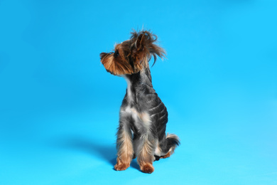 Cute Yorkshire terrier dog on light blue background