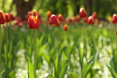 Beautiful bright tulips growing outdoors on sunny day