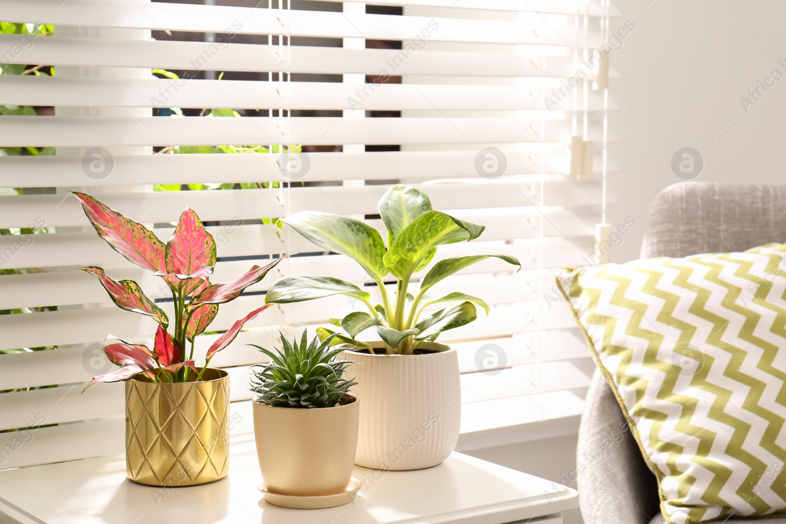 Photo of Exotic houseplants with beautiful leaves near window indoors