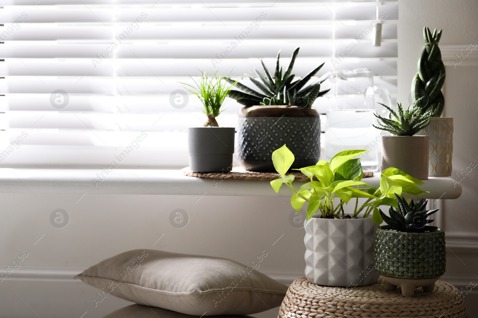 Photo of Beautiful potted houseplants near window at home