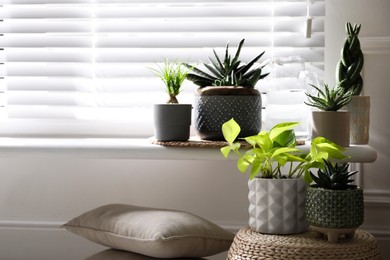 Beautiful potted houseplants near window at home