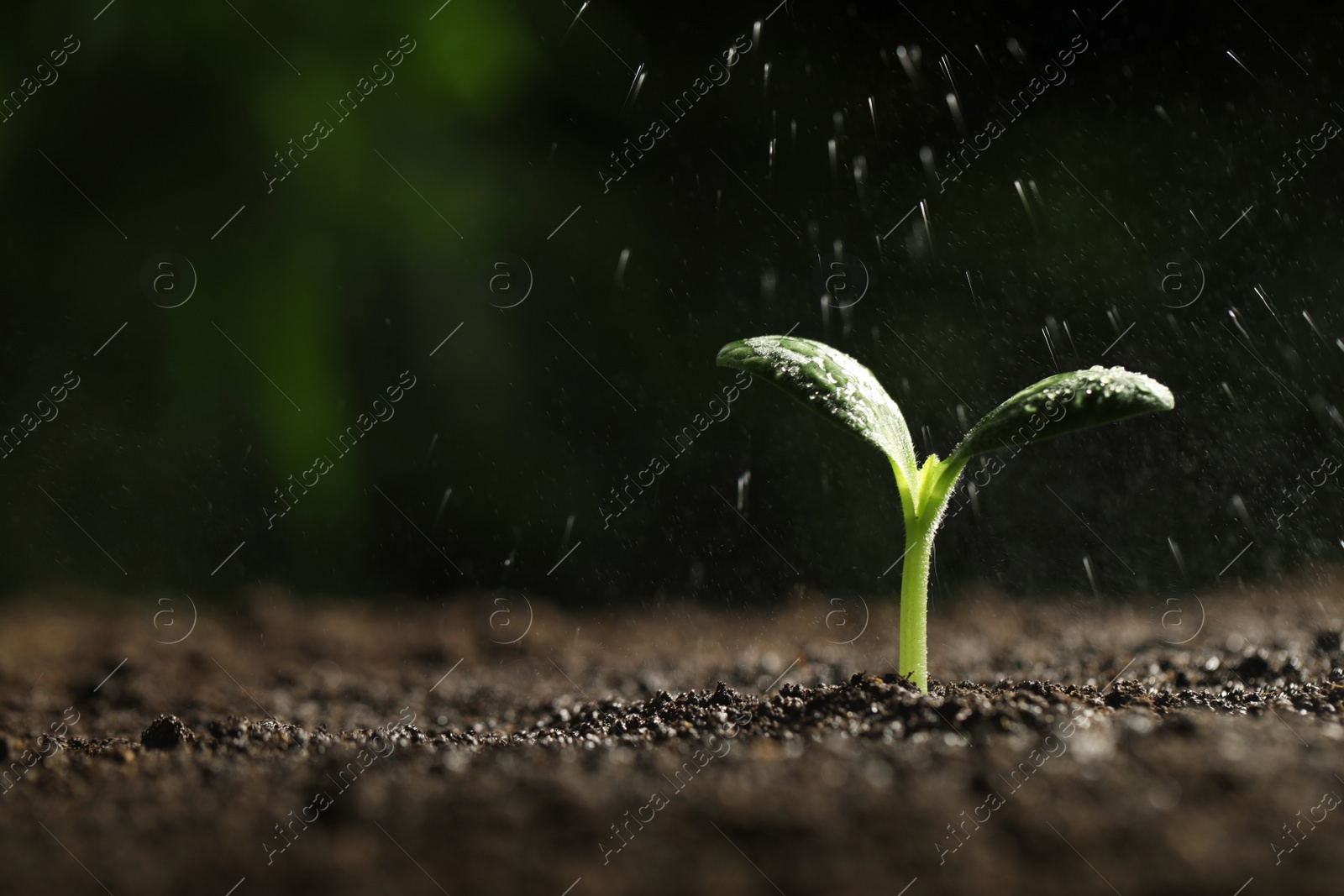 Photo of Sprinkling water on green seedling in soil, closeup. Space for text