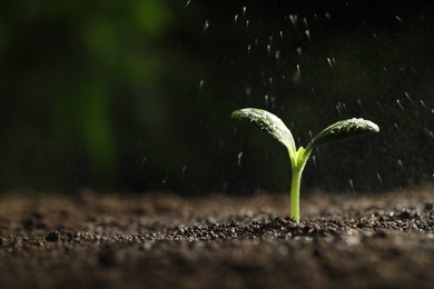 Photo of Sprinkling water on green seedling in soil, closeup. Space for text