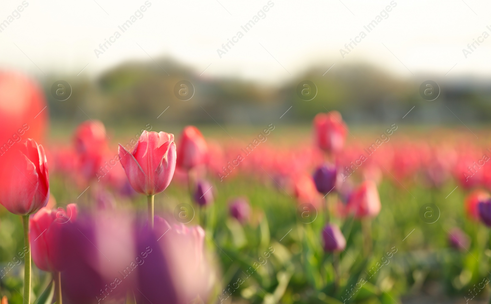 Photo of Field with fresh beautiful tulips. Blooming flowers