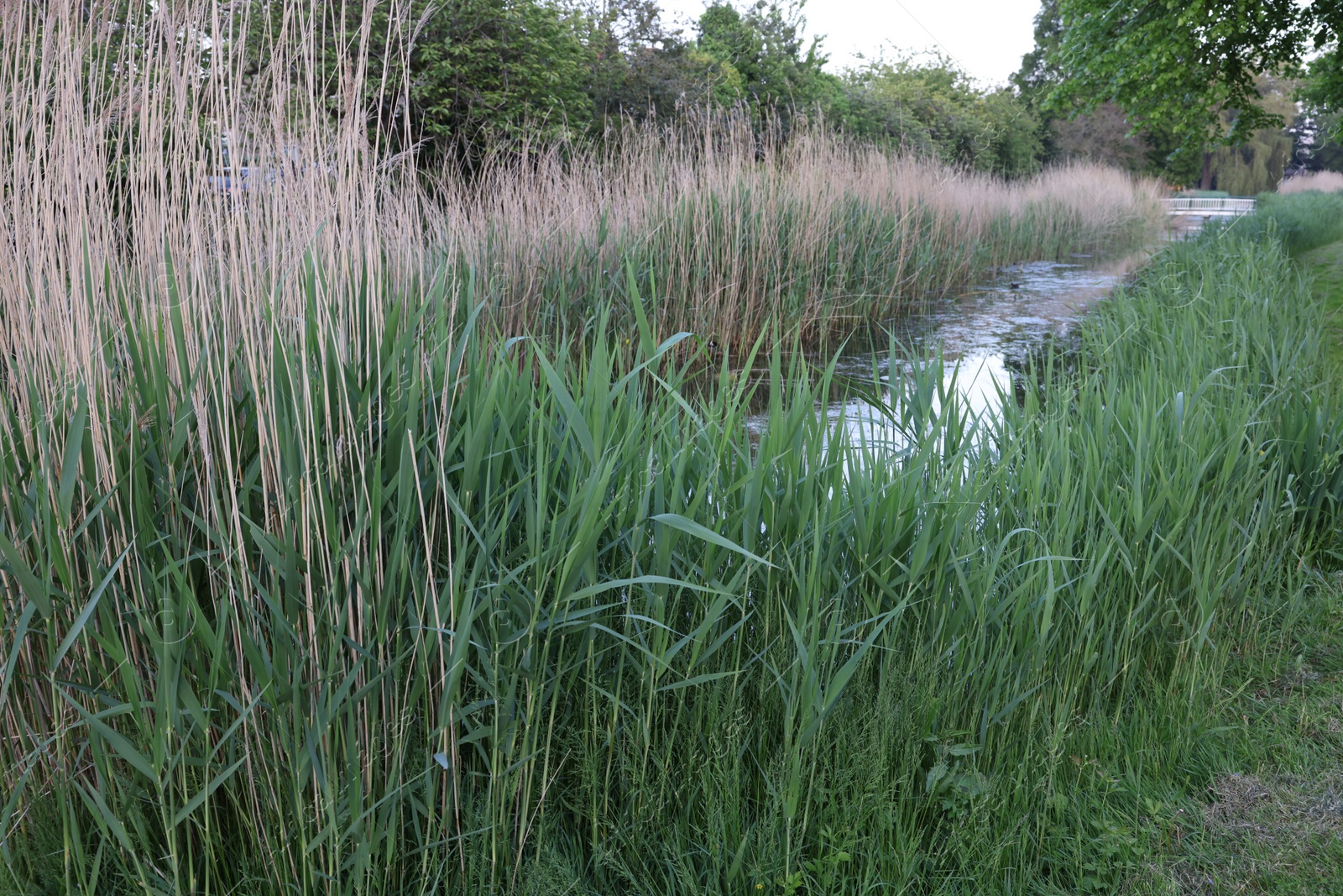 Photo of View of green reeds growing near channel outdoors