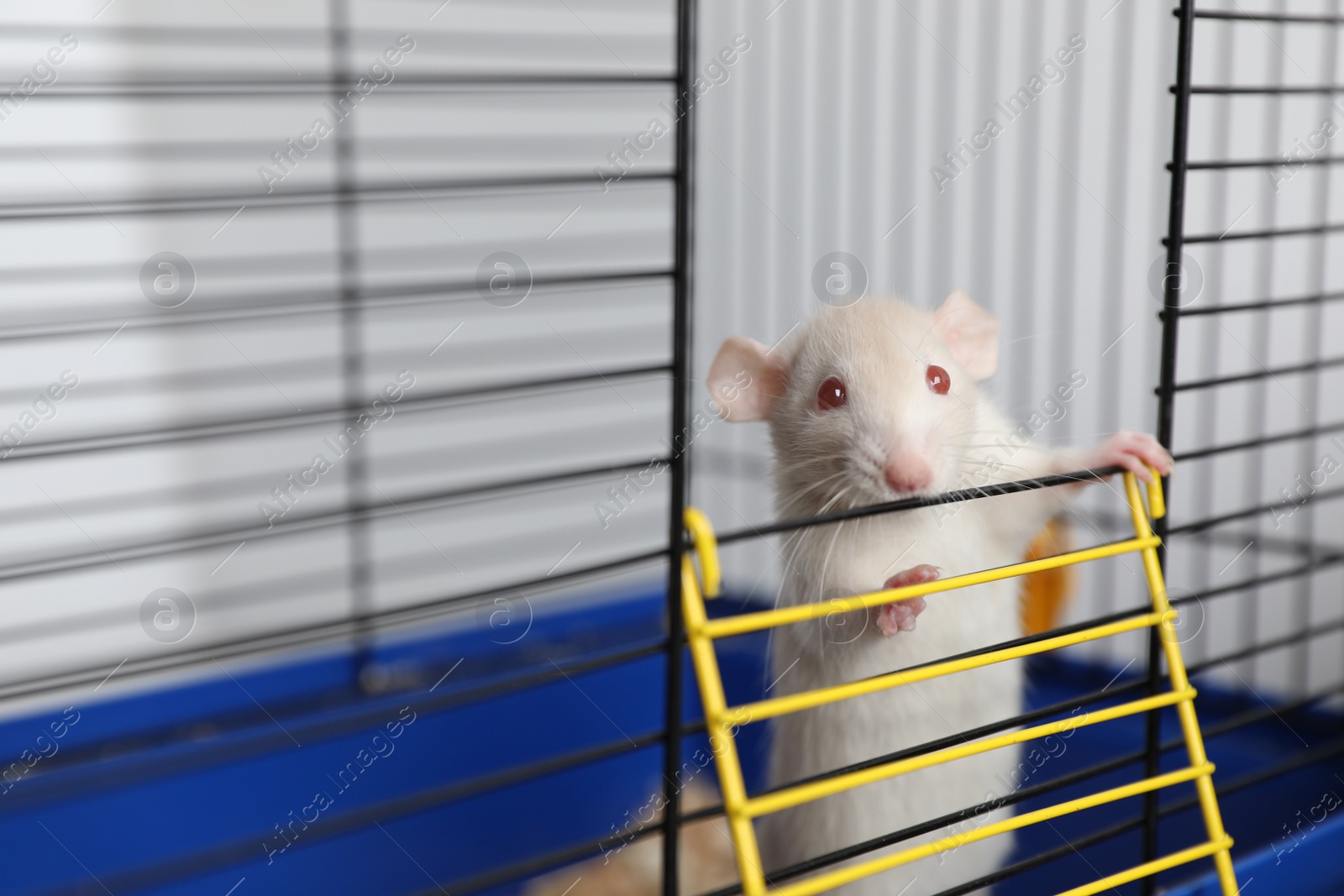 Photo of Cute small white rat in cage, space for text