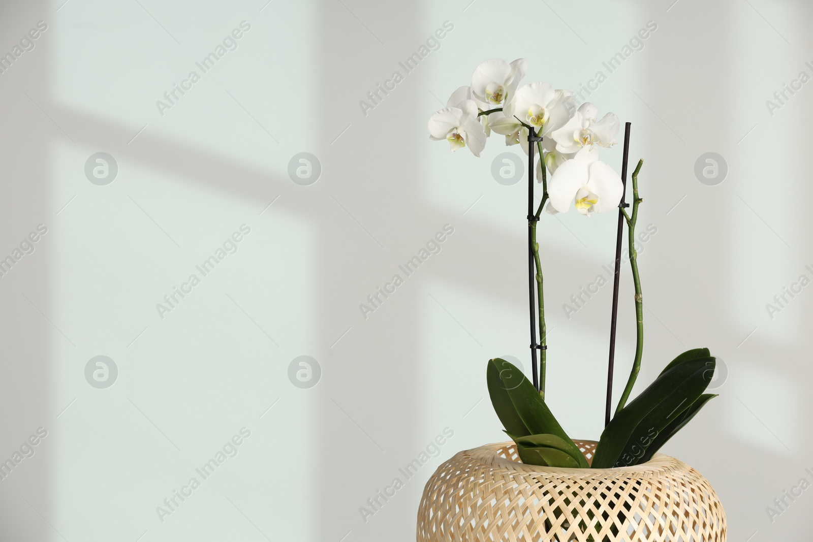 Photo of Blooming orchid flower in pot against white wall, space for text