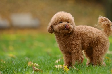 Cute Maltipoo dog on green grass in autumn park, space for text