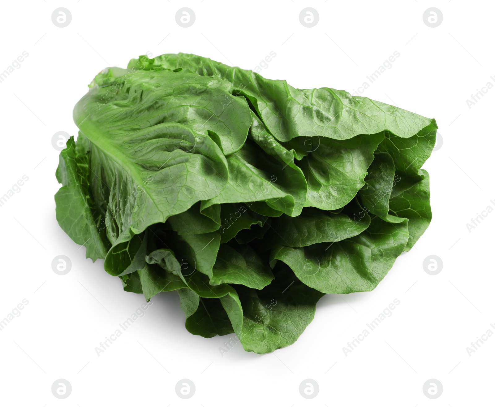 Photo of Fresh green romaine lettuce isolated on white