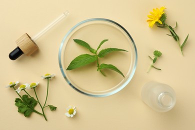 Photo of Flat lay composition with Petri dish and plants on beige background