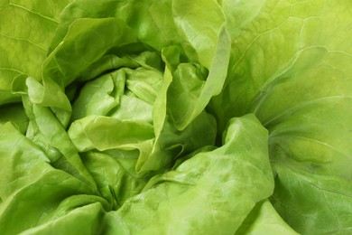 Photo of Fresh green butter lettuce as background, closeup