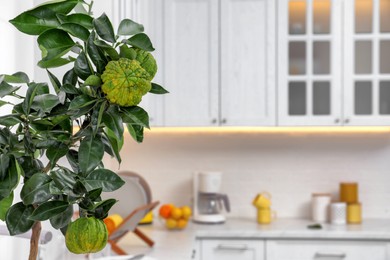 Photo of Bergamot tree with ripe fruits in kitchen. Space for text