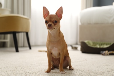 Photo of Cute Chihuahua dog on floor in room. Pet friendly hotel