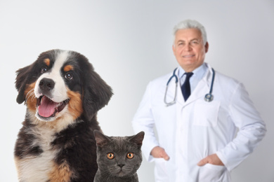 Image of Cute Bernese Mountain dog with British shorthair cat and senior veterinarian on light background