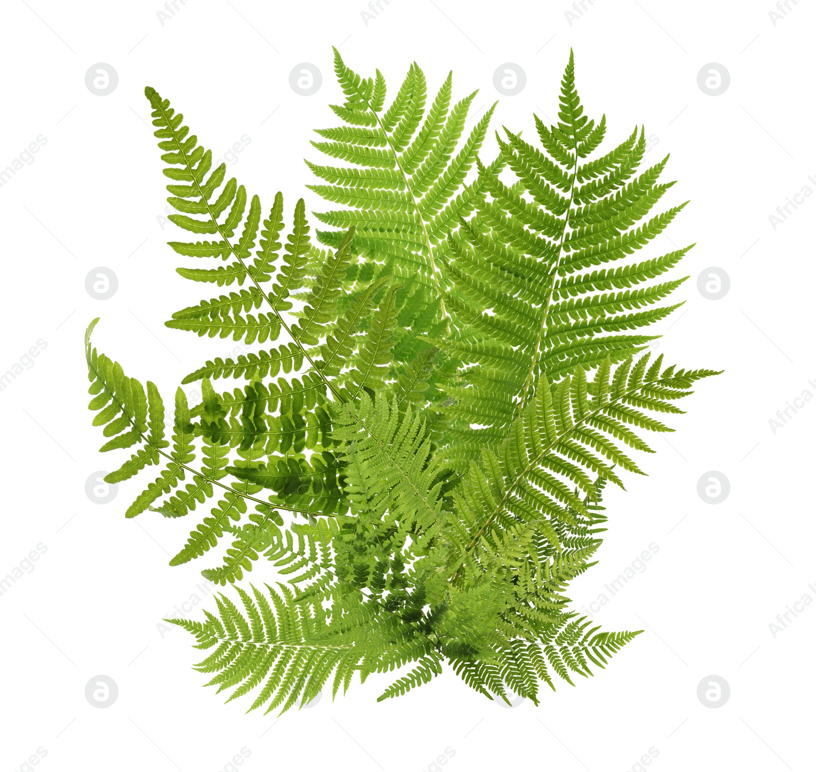 Image of Beautiful tropical fern leaves on white background