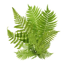 Beautiful tropical fern leaves on white background