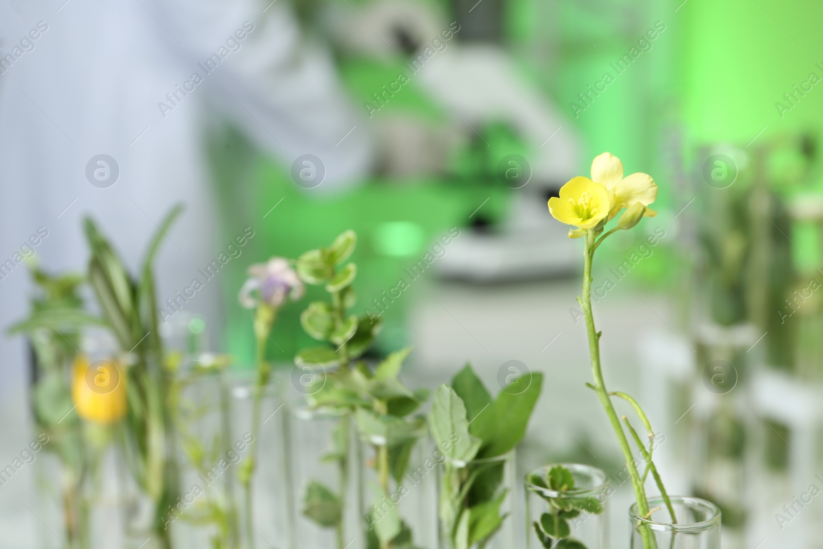 Photo of Test tubes with different plants in laboratory, closeup