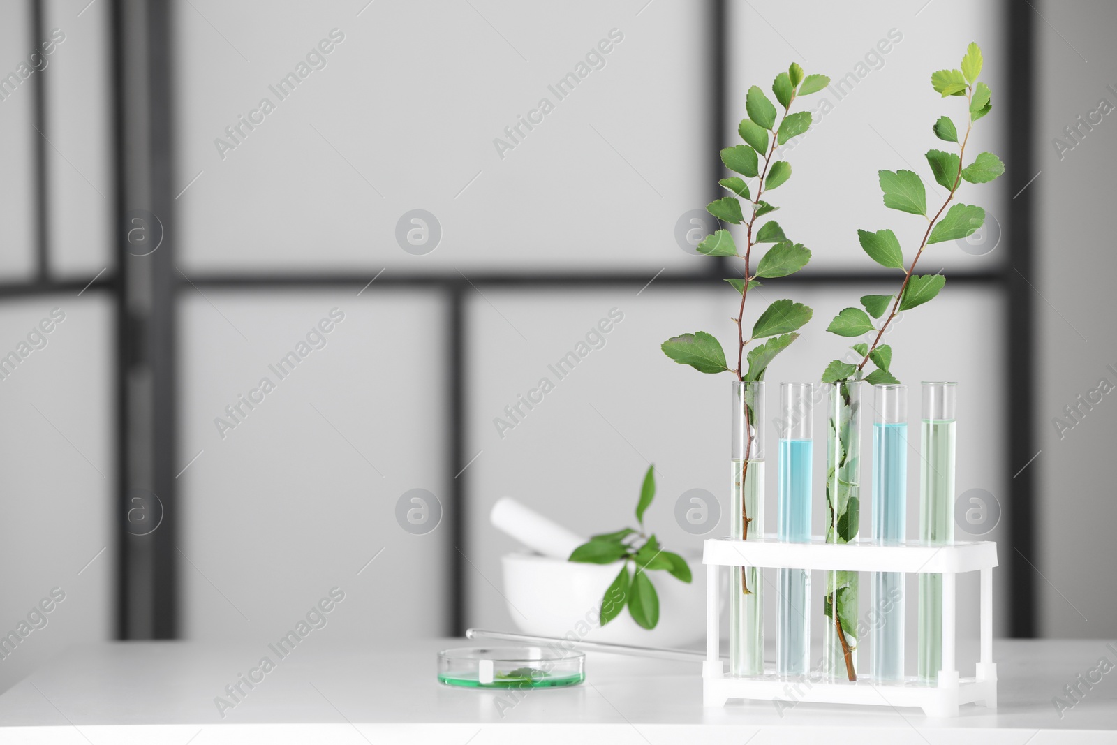 Photo of Many glass tubes with leaves on white table indoors