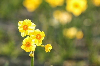 Photo of Fresh beautiful narcissus flowers in field on sunny day, selective focus with space for text