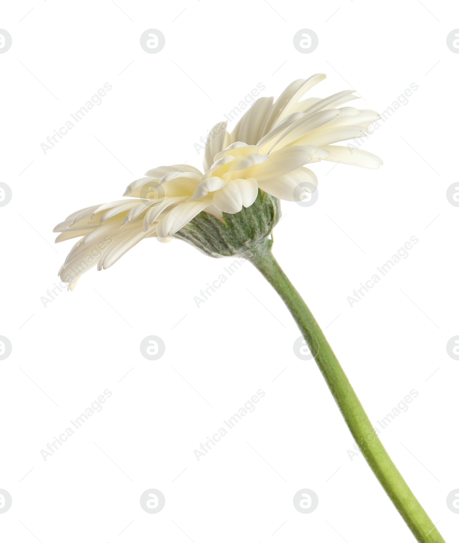 Photo of Beautiful blooming gerbera flower isolated on white